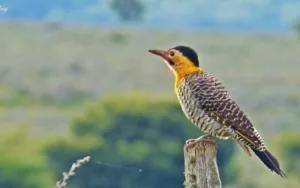 Argentina se emerge como el epicentro del avistaje de aves