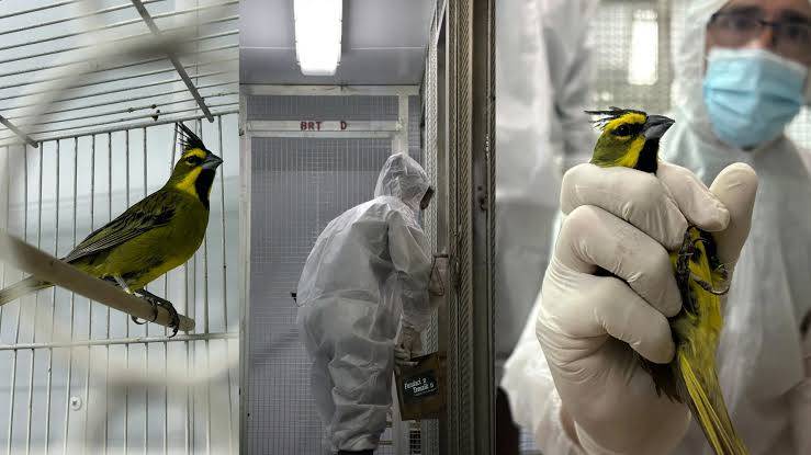 Argentina repatrió 47 animales víctimas del tráfico ilegal