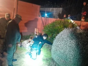 puma suelto en las Rosas