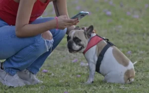 Avanza en el Concejo la prohibición de criaderos de perros