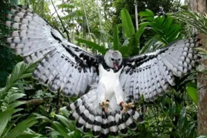 Avistaron un águila harpía en la selva misionera de Argentina