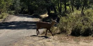 Tras treinta años, avistaron un huemul en el Parque Nacional Lanín