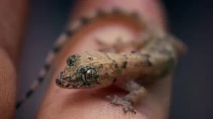 beneficios de las lagartijas en la casa