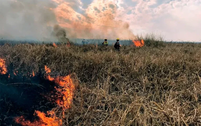 Profundizarán las sanciones a quienes atenten contra humedales
