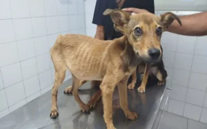Buscan prohibir los criaderos de animales domésticos en Rosario
