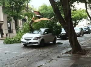 árboles caídos por el temporal en Rosario