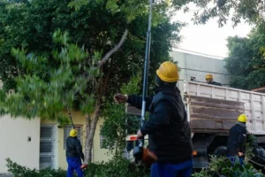 Caída de árboles Rosario