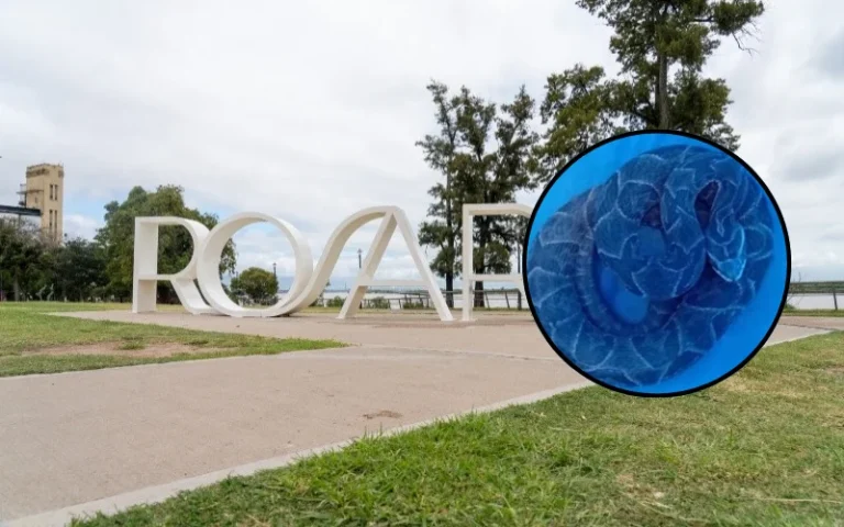 Capturan yarará venenosa en el Parque de las Colectividades