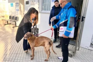 Caramelo el perro recuperado