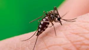 Casos autóctonos de chikungunya y dengue en Rosario