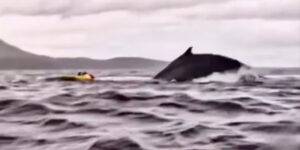 Chile: una ballena engulló y escupió a un kayakista sano y salvo.