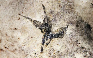 Científicas del Conicet identificaron la flor más antigua de Argentina
