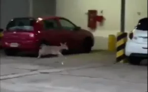 Apareció un ciervo en una cochera en el centro de la ciudad