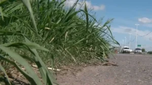 circunvalación en estado de abandono