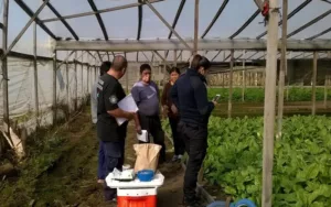 La Plata: parásitos en verduras del cordón hortícola