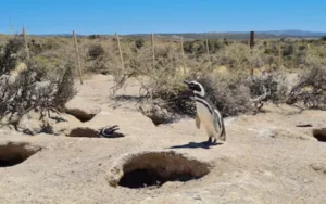 Condenaron al acusado por la matanza de pingüinos en Chubut