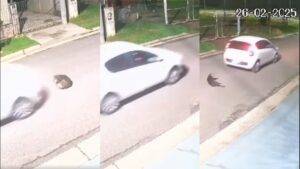 Conductor atropelló una perrita y huyó en Carcarañá.