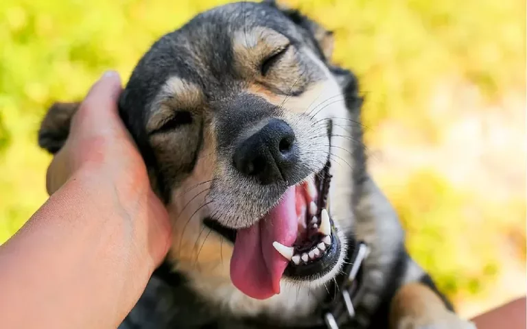 Crearon un fármaco para prolongar la vida de los perros