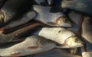 Crece la exportación de sábalo pese a la bajante del Paraná.