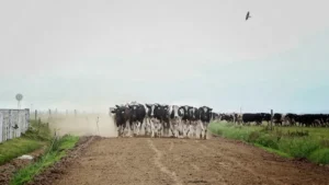 Crece la preocupación por la pérdida de tambos en Santa Fe