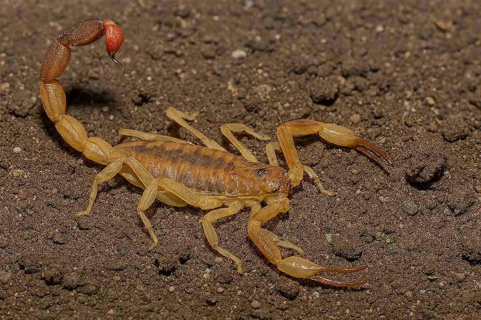 Crece la presencia de alacranes en Rosario con el aumento de temperaturas.