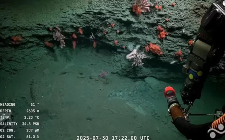 ¿Cuándo y dónde será el próximo streaming del Conicet?