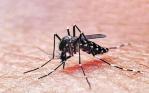 Dengue: Municipalidad y Provincia anunciaron la entrega masiva de repelentes