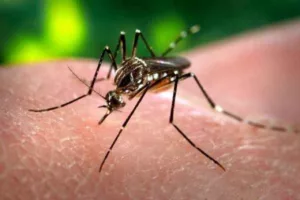 Dengue: Rosario acumula el 69 % de los casos de la provincia