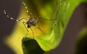Dengue: cinco muertos más en Santa Fe