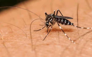 Dengue: Detectaron los primeros casos autóctonos en AMBA