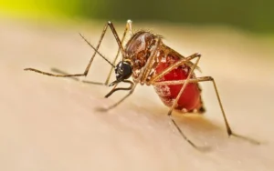 Dengue en Rosario: tres nuevos casos autóctonos