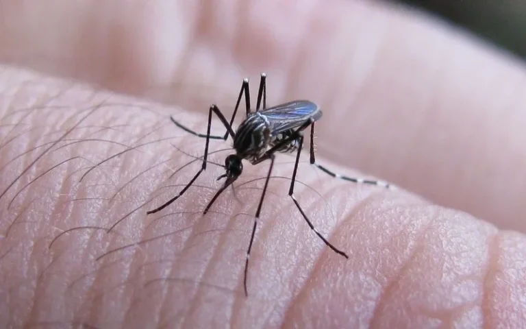 Dengue en Santa Fe: el 85% de los casos son en Rosario