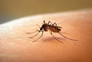 dengue Rosario, ocho casos