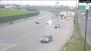 Patrullero en la zona de Oroño y Circunvalación en Rosario
