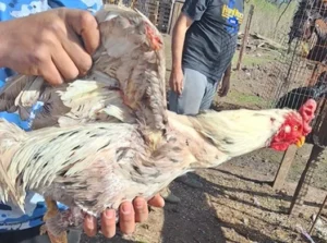 13 detenidos por pelea de gallos