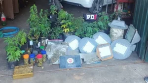 vivero de marihuana con luminarias robadas del alumbrado público