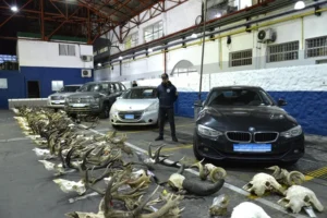 caza ilegal en Argentina