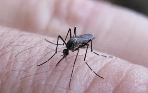 Detectaron mutación genética en mosquitos del dengue