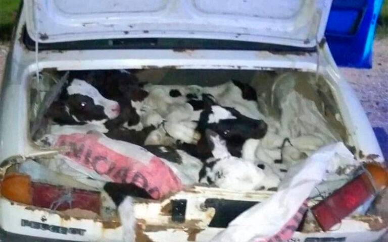 Detienen a un conductor que llevaba ocho terneros en el baúl de su Peugeot 504.