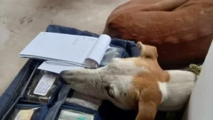 Rescataron diez perros en Funes