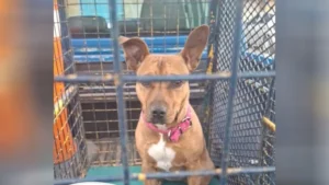 detención animal