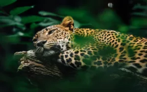 3 de marzo: Día Mundial de la Vida Silvestre