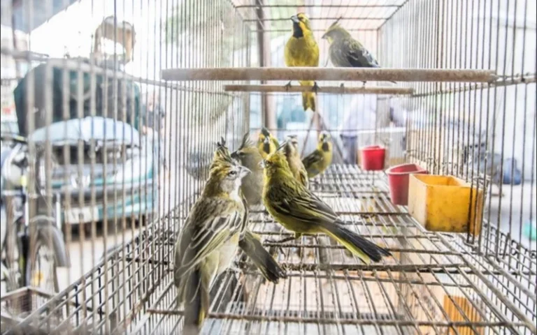 Dos personas de la región procesadas por tráfico de fauna