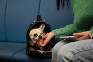 El Gobierno habilitó viajar con mascotas en micros y trenes.