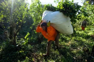 Nuevas imposiciones al Instituto Nacional de la Yerba Mate