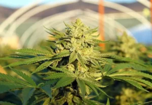 Suspendieron las inscripciones para la producción y el comercio de cannabis