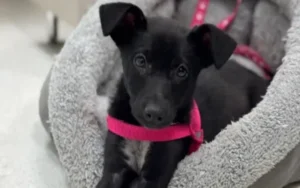 El Sanatorio de Niños suma una perrita en su Terapia Asistida con Animales