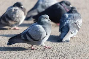 El Senado santafesino busca declarar a las palomas plaga rural