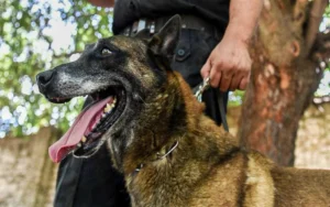 El adiós a Baloo, el perro rescatista que durante diez años fue héroe de los santafesinos