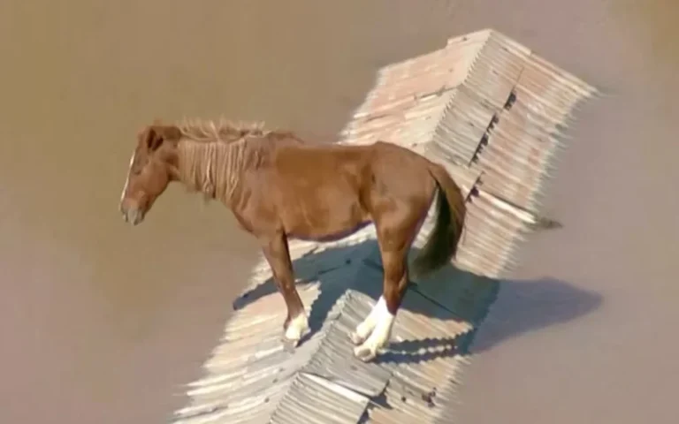 El desolador video de un caballo atrapado en las inundaciones de Brasil